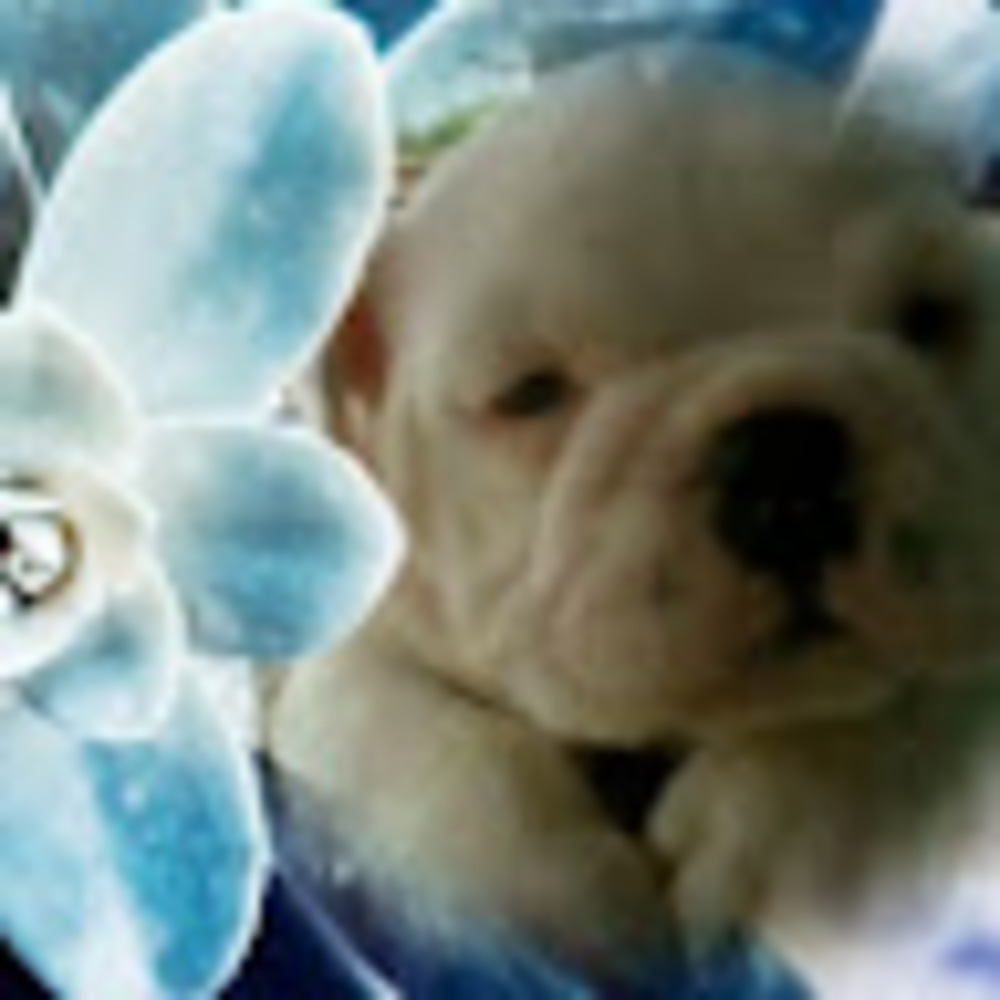 Meet your Posher, Paula